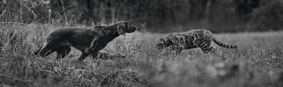 ARE YOU FEEDING YOUR PET AN OPTIMAL LEVEL OF PROTEIN?