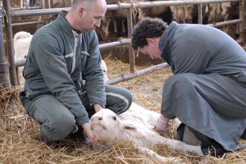 Image santé du veau enjeu santé-resize500x334.JPG