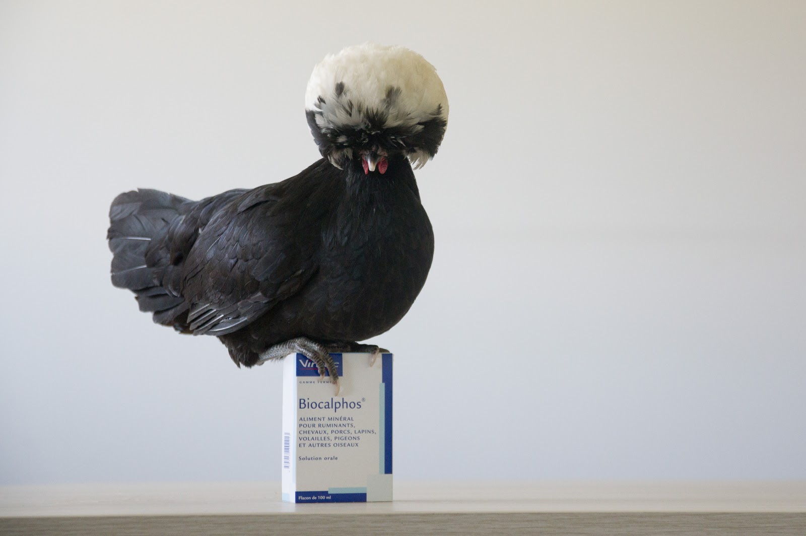 190418Photos Virbac-196.jpg