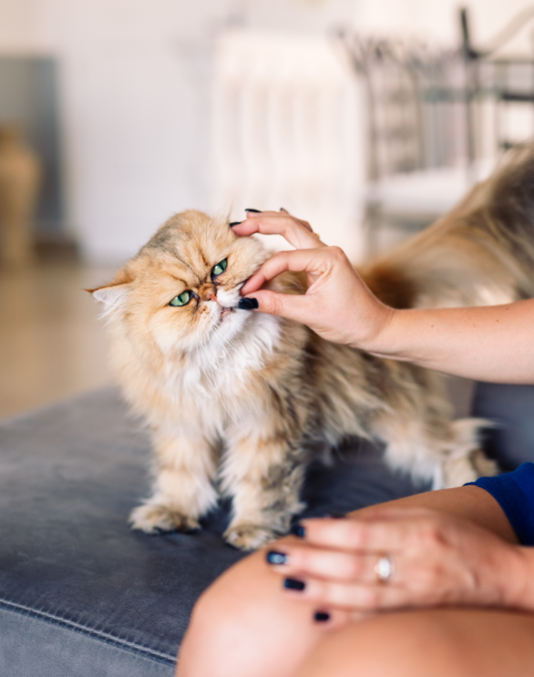 pasted image 0 (22).png